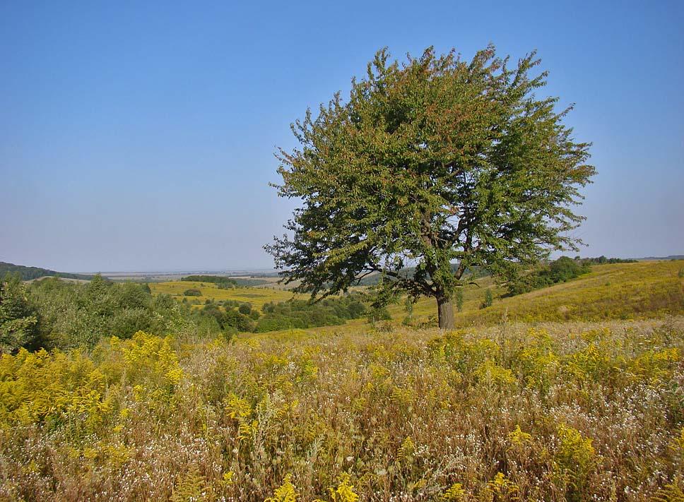 Повча з panoramio.com