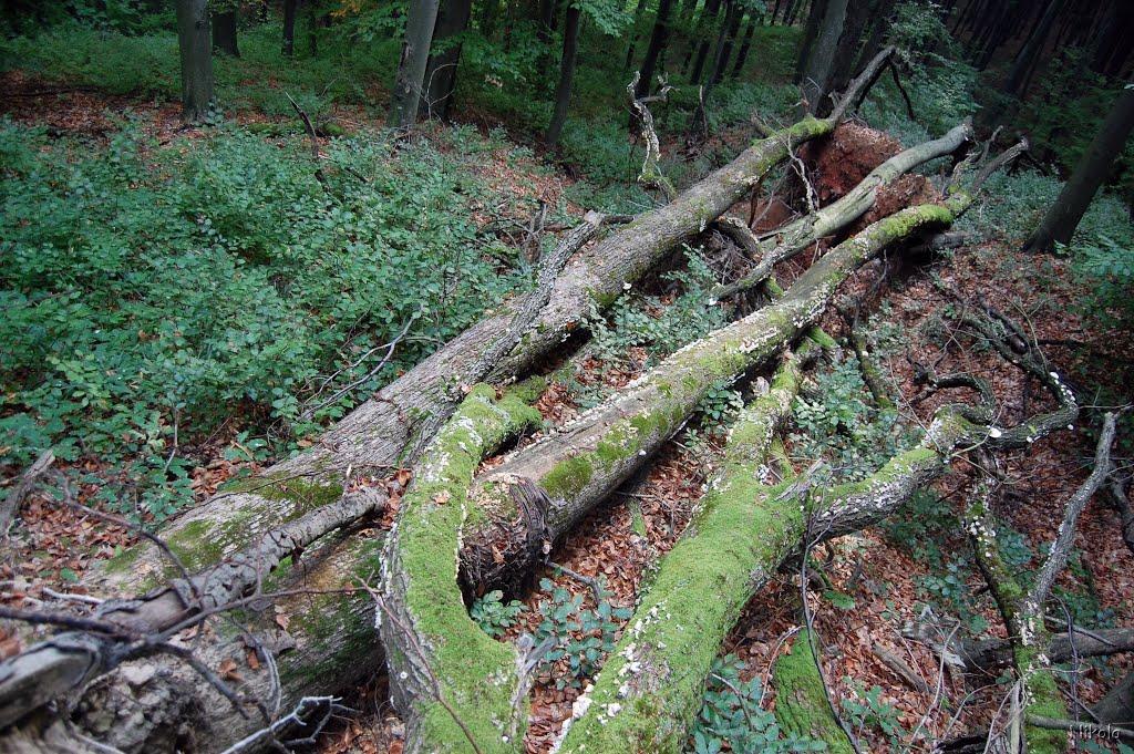 Нижнє Солотвино з panoramio.com - Нижнє Солотвино