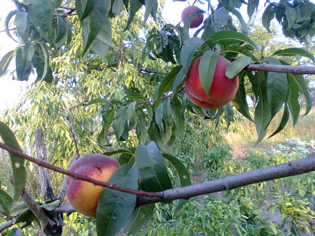 Рубіжне з panoramio.com - Рубіжне