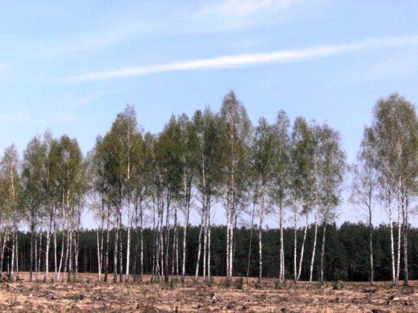 Дмитрівка з panoramio.com - Дмитрівка