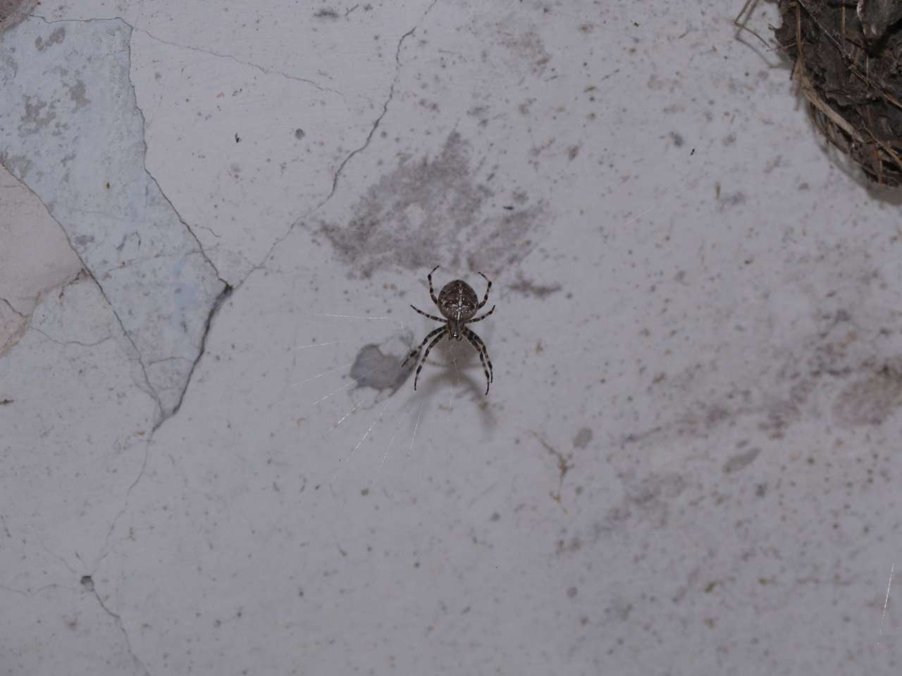 Один день в Острі - Остер