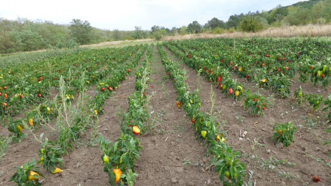 Кормань 2015 - Кормань