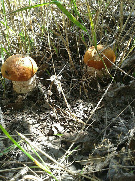 Залишаны - Залишани