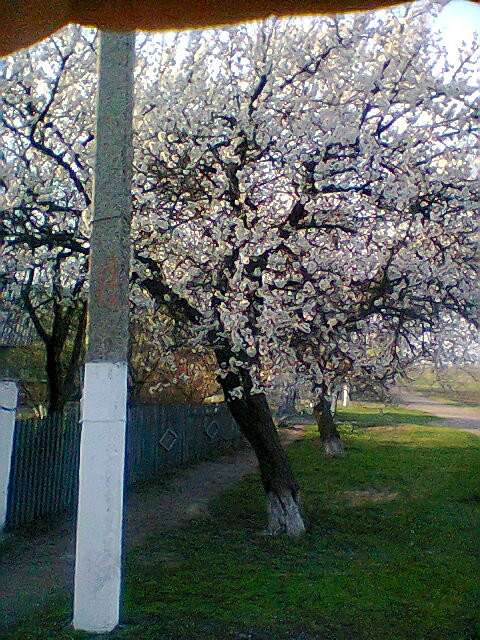 Життя  села - Сакуниха