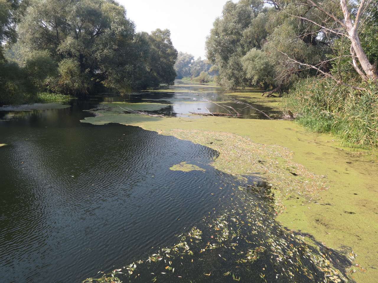 Один день в Острі - Остер
