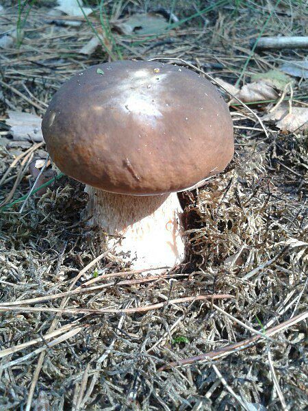 Залишаны - Залишани