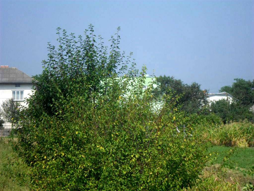 Краєвид - Пукеничі