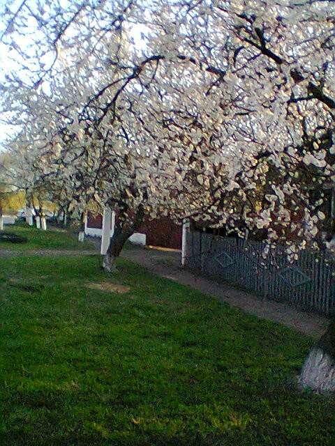 Життя  села - Сакуниха