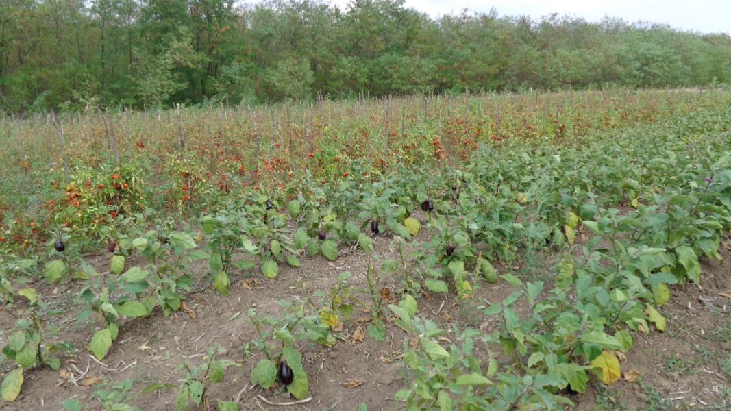 Кормань 2015 - Кормань