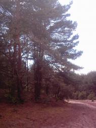 Лисняки з panoramio.com