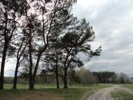 Кашівка з panoramio.com