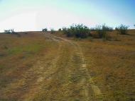 Каштани з panoramio.com