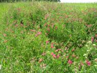 Вільшани з panoramio.com