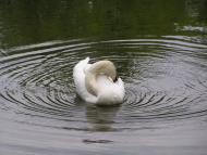 Васьківці з panoramio.com