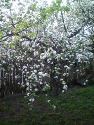 Осьмаки з panoramio.com