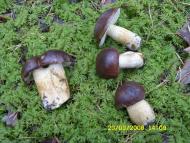 Папірня з panoramio.com