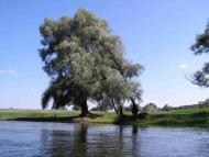 Суха Гомільша з panoramio.com