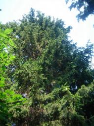 Люботин з panoramio.com (ч.2)