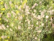 Янишівка з panoramio.com