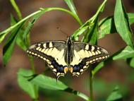 Валуйське з panoramio.com