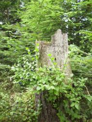 Лужки з panoramio.com