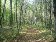 Мусіївка з panoramio.com