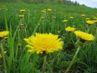 Андрієвичі - Останні фото