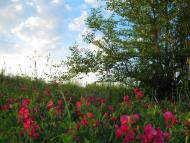 Оріхів з panoramio.com