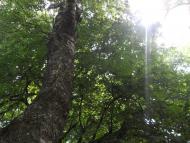 Товстеньке з panoramio.com