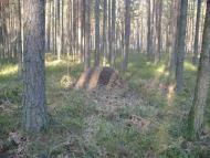 Лісове - Останні фото