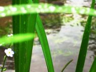 Липівка з panoramio.com