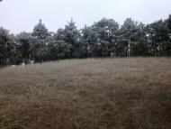 Галицинове з panoramio.com