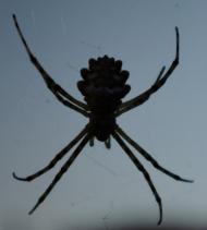 Львове з panoramio.com