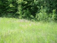 Мала Стружка з panoramio.com