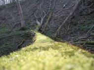 Теребовля з panoramio.com