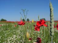 Новоугрузьке з panoramio.com