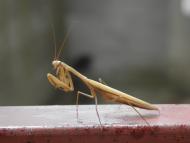 Кацівелі з panoramio.com