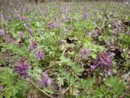 Засупоївка з panoramio.com