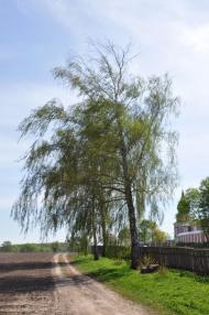 Густиня з panoramio.com