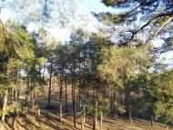 Мішково-Погорілове з panoramio.com