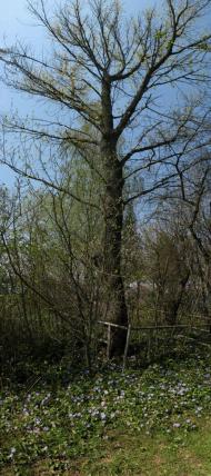 Капустинці - Останні фото