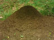 Любомирівка з panoramio.com