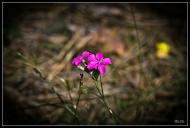 Мала Любаша з panoramio.com