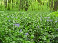 Приліпка з panoramio.com