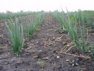 Котовка з panoramio.com