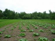 Ободівка - Останні фото