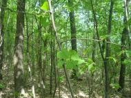 Любомирівка з panoramio.com