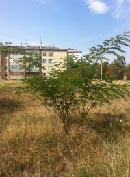 Жемчужина - Останні фото