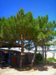 Піщане з panoramio.com