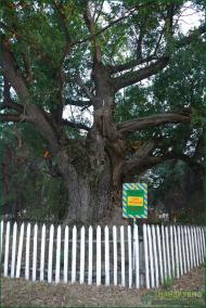 Деревки з panoramio.com